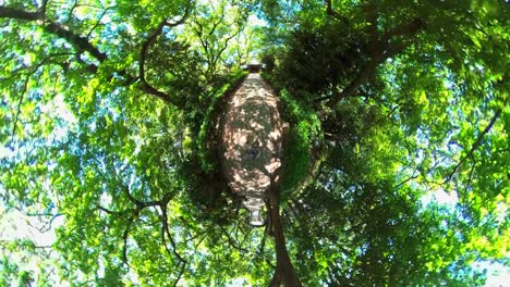 el pequeño planeta del hombre caminando en el árbol verde, el túnel del bosque. 360 grados, toma de foto.
