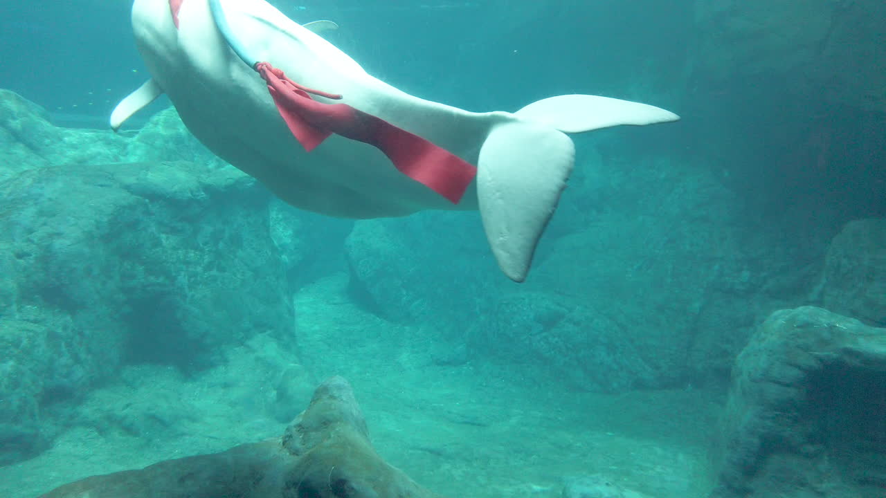 ballena beluga toca el cristal mientras juega con la cinta