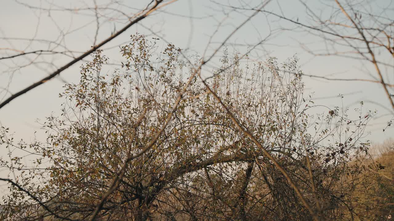 dense thicket of dry branches and sparse leaves beneath soft evening sky