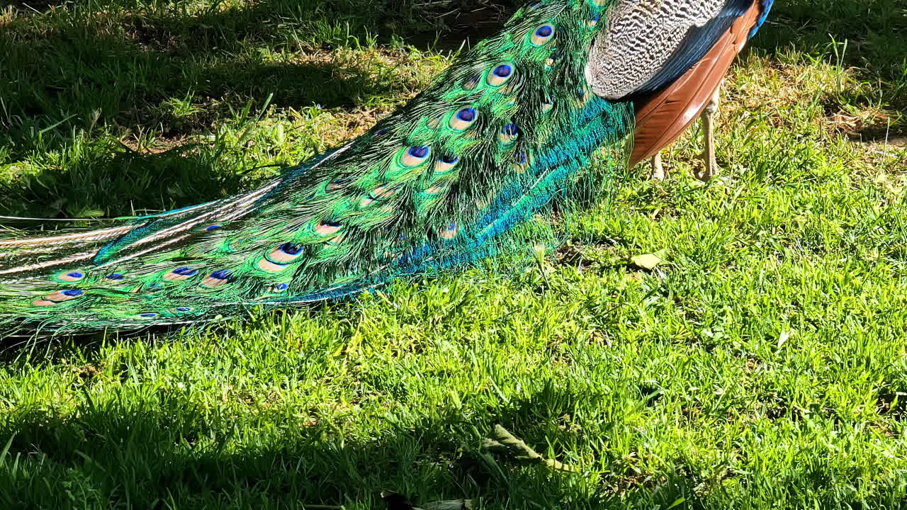 Colorful peacock with vibrant feathers at a zoo in Spata, Greece
