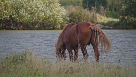 brown horse grazing fresh grass