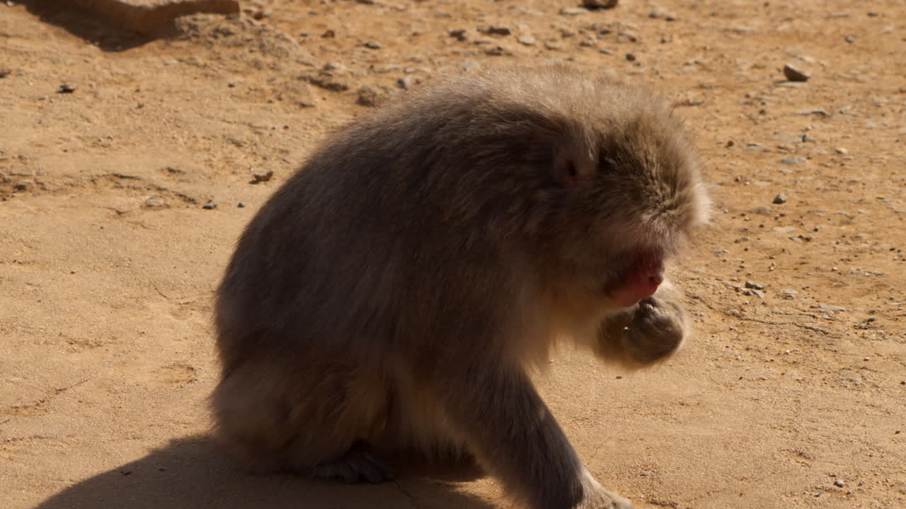 mono de nieve recogiendo y comiendo semillas del suelo en un día soleado