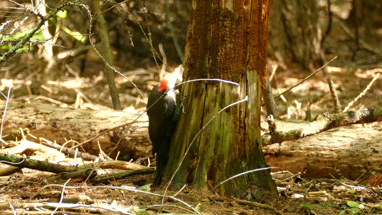 un pájaro carpintero escuchando el tronco de un árbol tratando de encontrar gusanos en su interior para comer