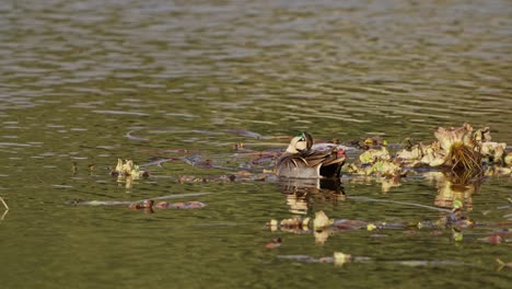 baikal teal sibirionetta formosa playing in lake