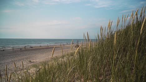 there is dry grass and reed on the beach, cloudy day