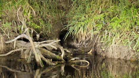 Castor-Europeo-Rascándose-En-La-Orilla-Del-Río-En-El-Parque-Nacional-De-Biebrza,-Polonia