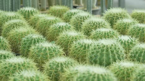 vibrant cactus collection botanical garden indoor setting close-up view nature's beauty
