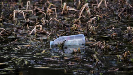 a discarded plastic bottle pollutes a marshy shoreline, highlighting environmental damage and waterway contamination