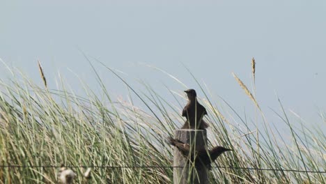 Zwei-Gewöhnliche-Starvögel-Sitzen-Auf-Holzpfosten-Vor-Hoher-Graslandschaft,-Tag