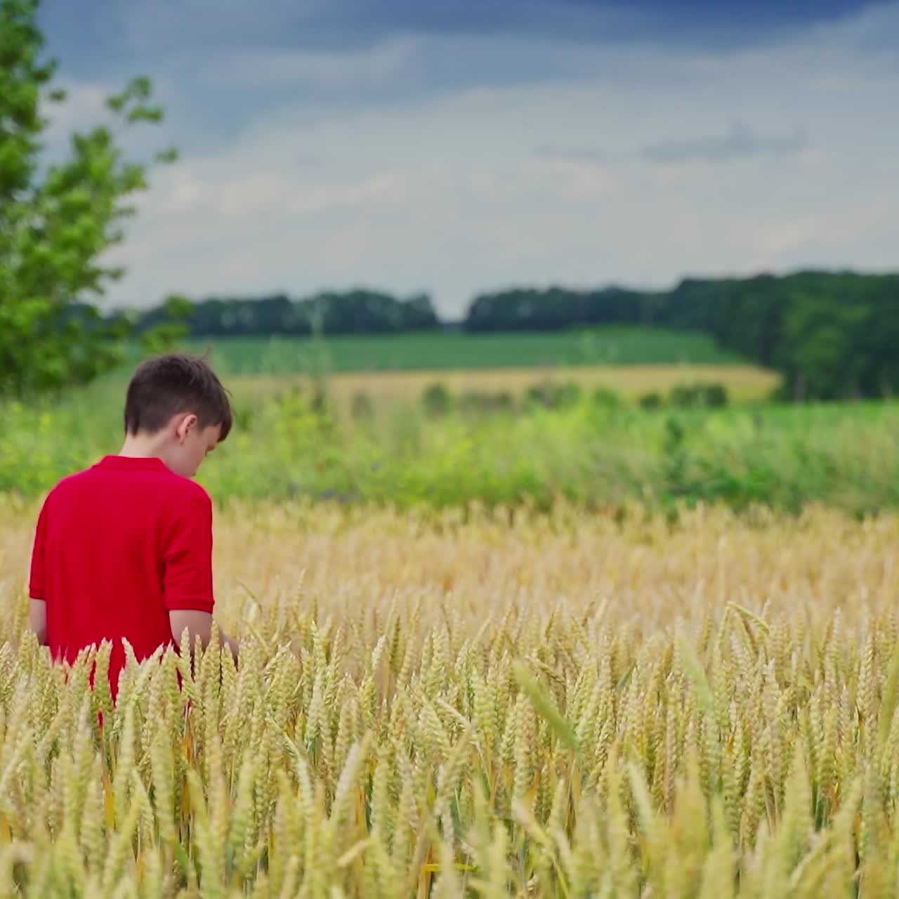Boys in wheat field