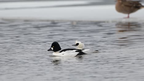 common goldeneye duck joins smew swimming on fjord in norway during winter.