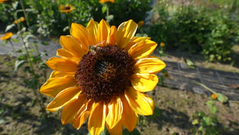 Nahaufnahme-Einer-Biene,-Die-Während-Der-Bestäubungszeit-Pollen-In-Einer-Gelben-Sonnenblume-Sammelt-–-4K-Prores-Zeitlupenaufnahmen