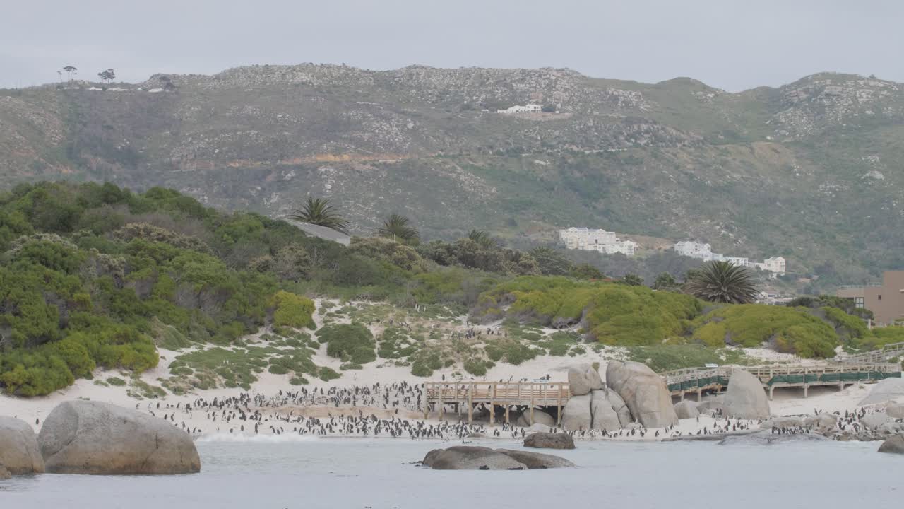 A Penguin colony on Boulders Beach in Cape Town, South Africa