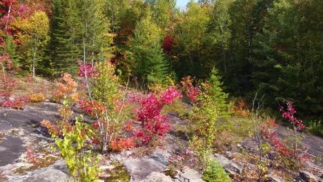 descent into a forest with beautiful autumn colors