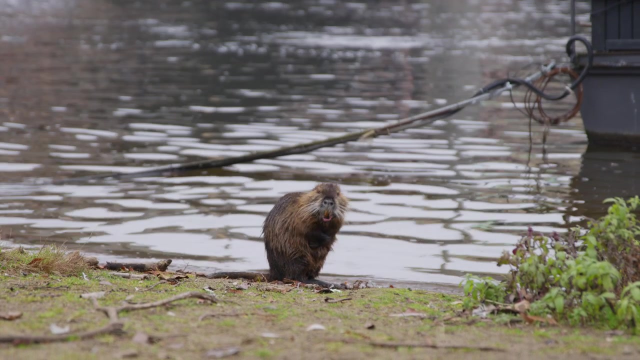 Una nutria sale dal fiume su una sponda erbosa, si siede e si pulisce la pelliccia bagnata, poi si allontana lungo la riva, con un pilone di ponte in pietra sfumato sullo sfondo