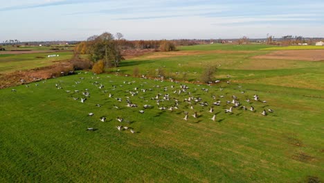 Eine-Gruppe-Von-Kranichen,-Die-über-Die-Schönen-Grünen-Felder-In-Charzykowy,-Polen,-Fliegen---Weitschuss