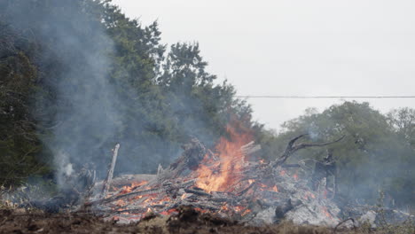 Tilting-wide-shot-of-burning-brush-pile-and-cedar-trees