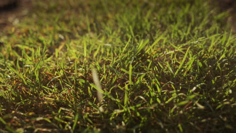 a roll of lawn grass is rolled out on the soil prepared for planting