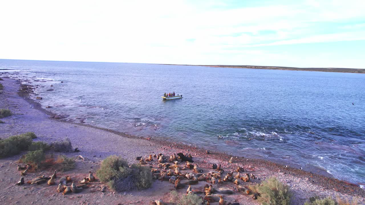 해변에 있는 바다 사자 식민지를 드러내는 드론은 푸에르토 발데스의 바다에서 보트에서 관광객 그룹에 의해 지켜보고 있습니다.