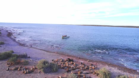 drone revealing a sea lion colony on the beach being watched by a group of tourists from the boat in the sea at puerto valdes