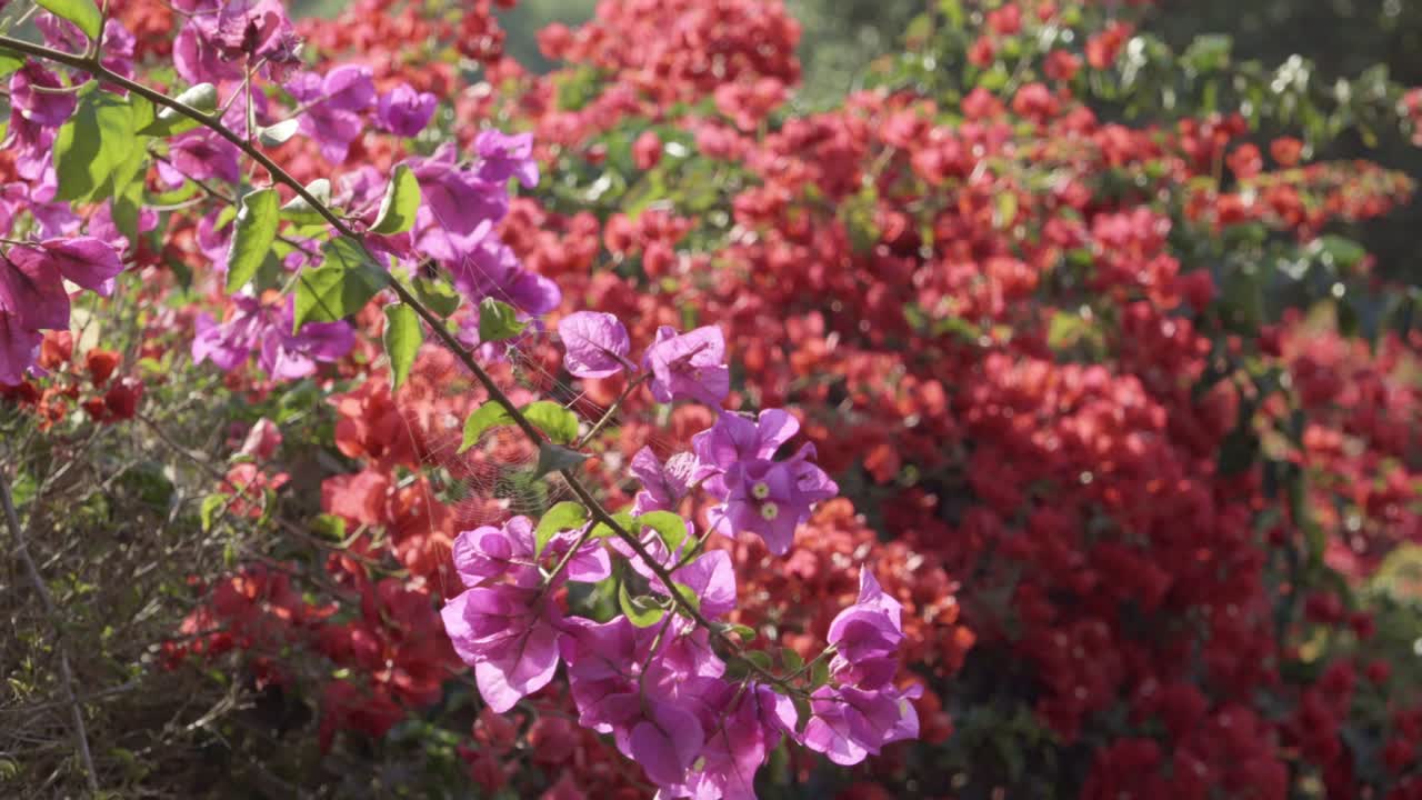 백라이트 부겐빌레아의 섬세한 거미줄과 부드럽고 따뜻한 오후 빛의 아름다운 보라색 라벤더