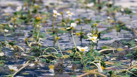 water flowers background