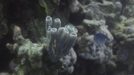 callyspongia sponge coral or colonial tube-sponge in the reef of the red sea , callyspongia is a genus of