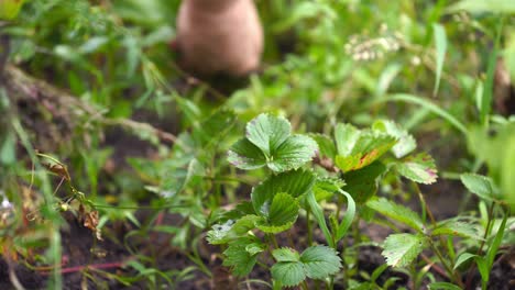 woman removes weeds from the garden. hand of a gardener pulls weeds out of the soil in the garden in spring. rural works.