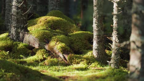 the serene beauty of a forest floor covered in lush moss, gently illuminated by sunlight streaming through the canopy above