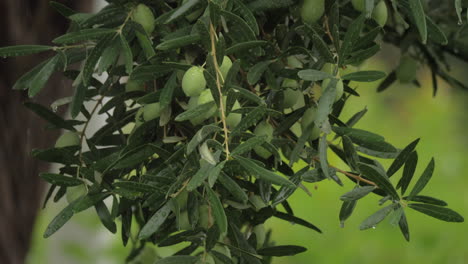 olive tree under the rain