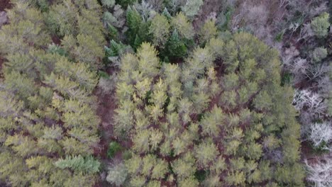 Toma-Aérea-De-Arriba-Hacia-Abajo-De-árboles-De-Hoja-Perenne-En-Un-Paisaje-De-Bosque-Prístino