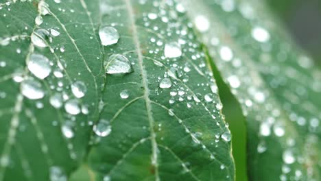 雨滴在早晨的綠葉上