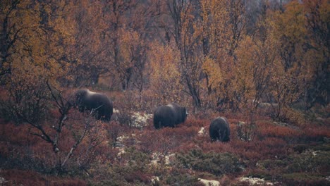familia de buey almizclero en el desierto otoñal del parque nacional dovrefjell–sunndalsfjella en noruega