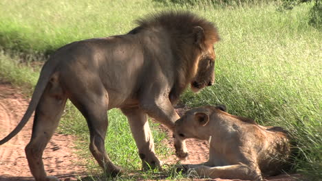 Lion-couple-blocking-the-road-while-courting-in-the-afternoon-sun