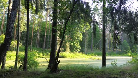 Aerial-ballet-unfolds-at-dawn—drone-captures-Europe's-breathtaking-lake,-verdant-forest,-providing-a-top-down-perspective