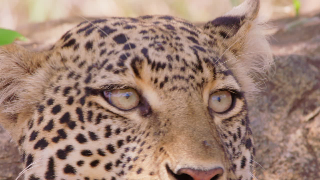 Öğlen vakti savanda uyuklayan Leopar başı.