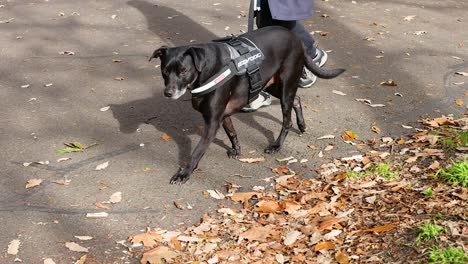 dog on a leash walking with owner