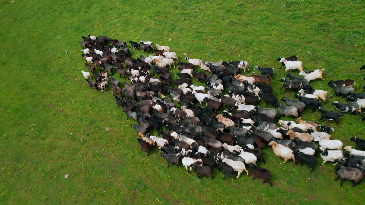 Aerial view Nepal's sheep running in flocks on green landscape to graze green grasses