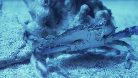 close-up of a blue crab in an aquarium