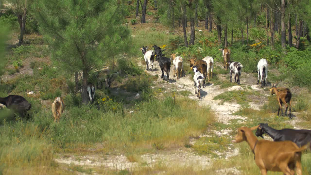 야생의 염소들의 산악 영상