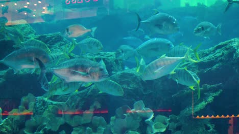 fish in an aquarium tank