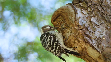 pygmy woodpecker pecking under tree bark forage insects close-up