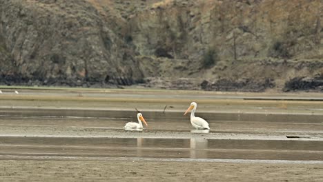 la magia migratoria: los pelícanos blancos estadounidenses visitan cooney bay, kamloops en otoño