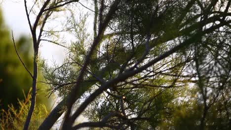 Close-up-view-of-some-tree-branches-during-sunset-in-Portugal