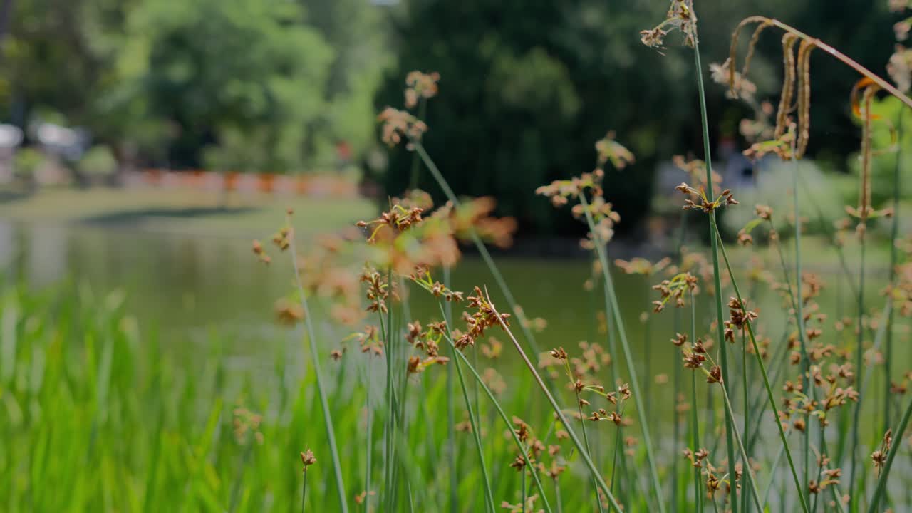 Pan shot of Lakeshore Bulrush reed next to the Pond surrounded by lake grass, trees and plants in T&uuml;rkenschanzpark in Vienna