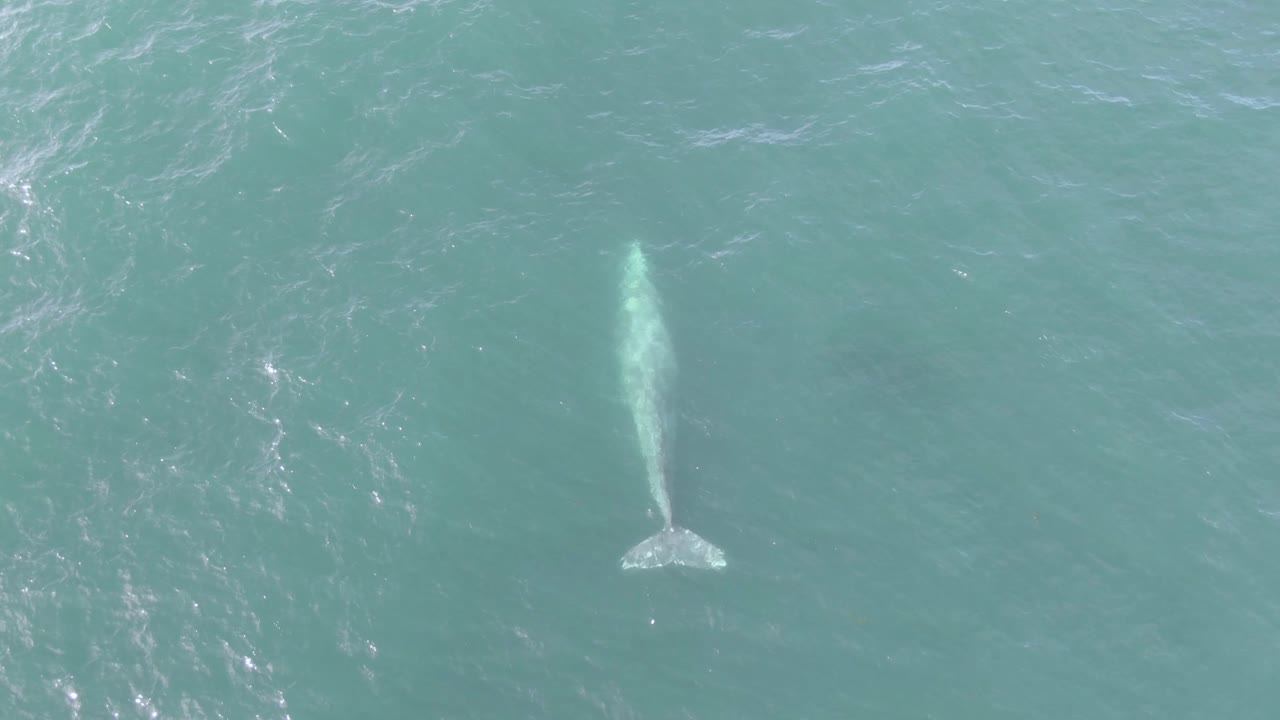 혹등고래가 떠오르고 바람을 부는 모습