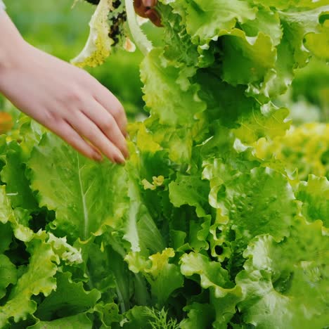 farmer's hands pluck fresh lettuce in well-groomed vegetable garden