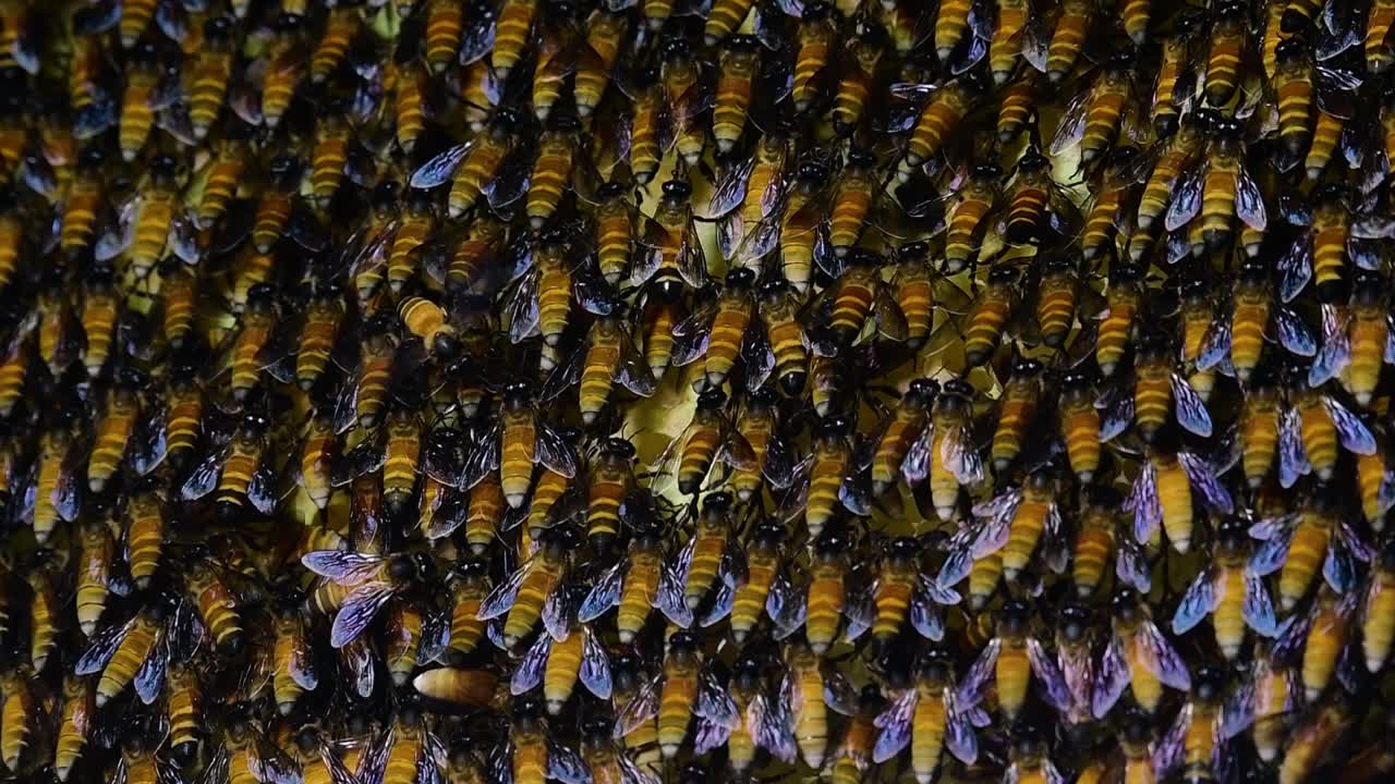 se sabe que las abejas melíferas gigantes construyen grandes colonias de nidos con bolsillos simétricos hechos de cera para almacenar miel como fuente de alimento.