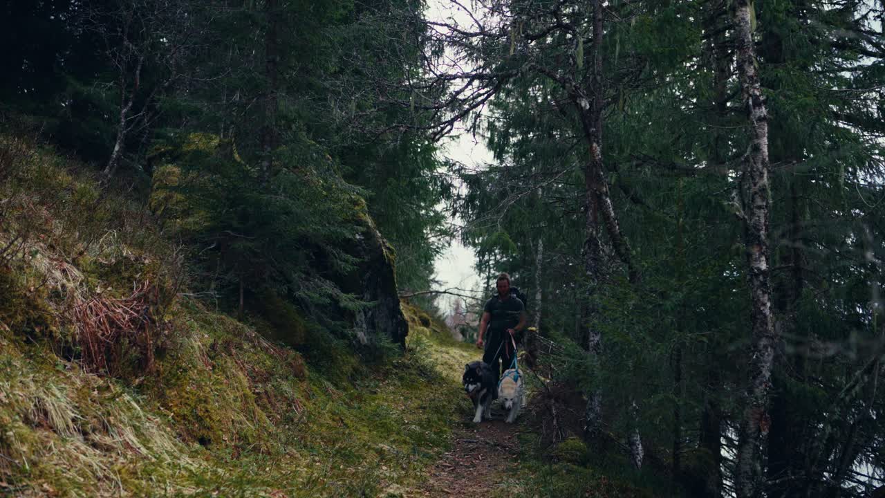 Backpacker Man With Alaskan Malamute Dogs On A Leash Walking Through Forest Trails. Static Shot