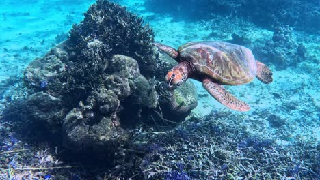 a sea turtle gliding over coral reef of tropical blue ocean